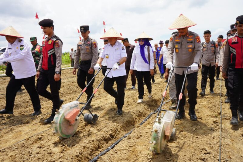 Gubernur Jambi Al Haris dan Kapolda Jambi Krisno H. Siregar Melakukan Penanaman Jagung Serentak