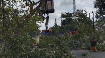 Respon Cepat Pohon Tumbang,Sapar Pemuda Gebang Apresiasi Kinerja Dinas Lingkungan Hidup