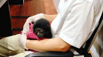 Polisi Bongkar Jual Beli Satwa Dilindungi di Riau, Owa Dijual Rp 10 Juta