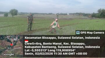 Dukung Hanpangan, Babinsa Bonto Manai Laksanakan Pendampingan LTT di Lahan Pertanian