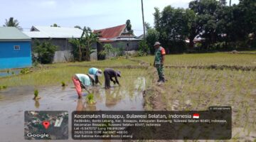 Babinsa Bonto Lebang Intensif Dampingi Petani, Dukung Percepatan LTT di Pok Tani Sipakatau