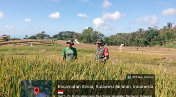 Pendampingan Babinsa Jadi Penyemangat Petani Padi di Desa Bonto Majannang