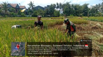 Babinsa Hadir di Tengah Petani, Panen Padi di Dusun Pundingin I Makin Semangat