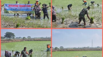 Sinergi Ketahanan Pangan,Babinsa Koramil 0812/25 Sarirejo Dampingi Petani Tanam Padi Inpari di Desa Simbatani