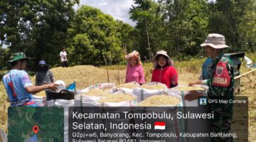 Dorong Ketahanan Pangan, Babinsa Banyorang Terjun Langsung Bantu Petani