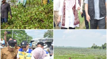 Upaya Atasi Kekeringan Terus Dikuatkan Untuk Pertahankan Swasembada Pangan