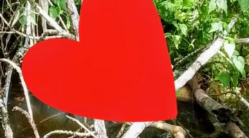 Menghilang 10 hari, Jasad Bocah malang Lawe Sempilang Ditemukan Diperkebunan