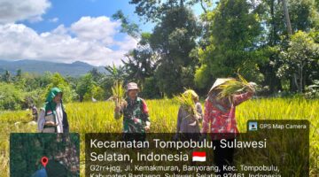 Semangat LTT, Babinsa Banyorang Aktif Dampingi Petani di Musim Panen
