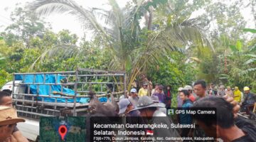 Cegah Kerusakan Tanaman, Babinsa dan Warga Kaloling Kompak Berburu Babi Hutan