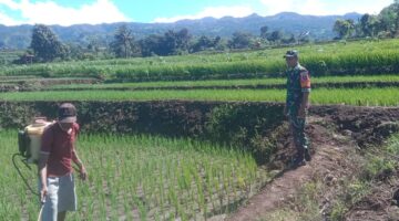 Babinsa Mappilawing Aktif Dampingi Petani Rawat Padi Demi Perkuat Ketahanan Pangan di Wilayah