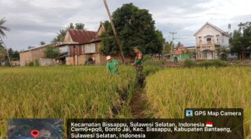 Babinsa Desa Bonto Jai Monitoring Kondisi Tanaman Padi, Pastikan Produktivitas Pertanian Tetap Optimal