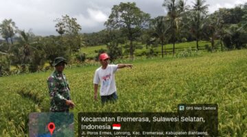 Babinsa Desa Lonrong Dampingi Petani Bersihkan Gulma Demi Tingkatkan Produktivitas Padi