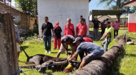 Dokumentasi Foto Kegiatan Qurban Idul Adha DPC PDIP di Sekretariat 