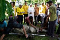 Dokumentasi Foto Pemotongan Hewan Qurban di Kantor DPD Golkar Kabupaten Langkat Jumat(29/5/2026)