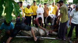 Dokumentasi Foto Pemotongan Hewan Qurban di Kantor DPD Golkar Kabupaten Langkat Jumat(29/5/2026)