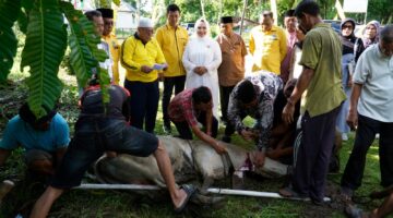Dokumentasi Foto Pemotongan Hewan Qurban di Kantor DPD Golkar Kabupaten Langkat Jumat(29/5/2026)