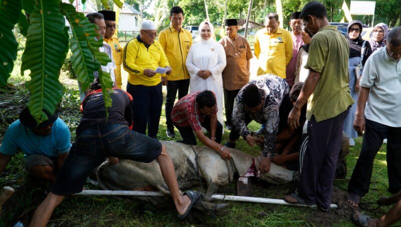 Dokumentasi Foto Pemotongan Hewan Qurban di Kantor DPD Golkar Kabupaten Langkat Jumat(29/5/2026)