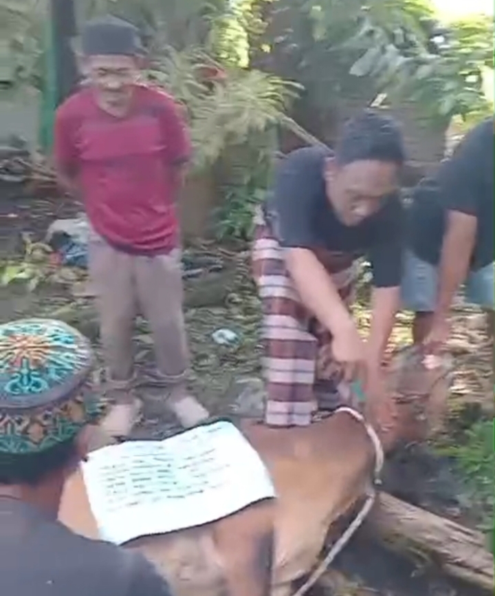 Dokumentasi Foto Kegiatan Partai Solidaritas Indonesia Terbar Hewan Qurban di Kabupaten Langkat diwakili Juru Bicara Maulana Madudi