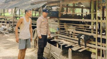 Dukung Ketahanan Pangan, Bhabinkamtibmas Sabak Auh Sambangi Peternak Sapi di Sungai Tengah