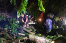 Dokumentasi Foto Istimewa: Pohon Tumbang di Jalan Jendral Sudirman Kelurahan Perdamaian Kecamatan Stabat Kabupaten Langkat 