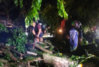 Dokumentasi Foto Istimewa: Pohon Tumbang di Jalan Jendral Sudirman Kelurahan Perdamaian Kecamatan Stabat Kabupaten Langkat 