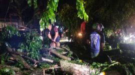 Dokumentasi Foto Istimewa: Pohon Tumbang di Jalan Jendral Sudirman Kelurahan Perdamaian Kecamatan Stabat Kabupaten Langkat 