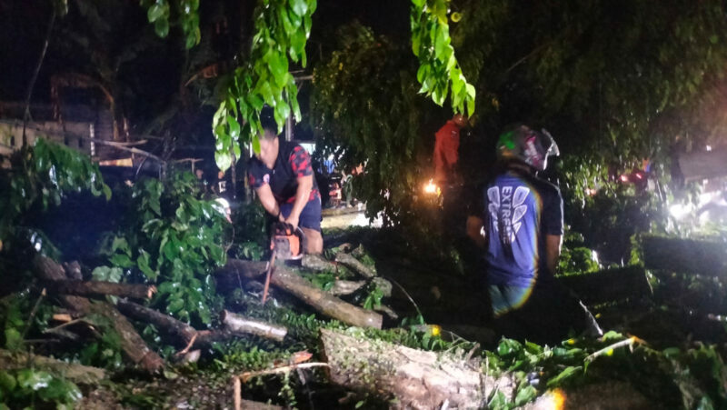 Dokumentasi Foto Istimewa: Pohon Tumbang di Jalan Jendral Sudirman Kelurahan Perdamaian Kecamatan Stabat Kabupaten Langkat 