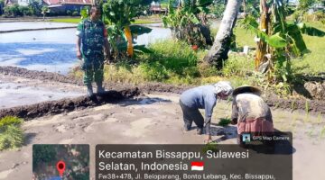 Langkah Nyata TNI Dukung Swasembada Pangan, Babinsa Pantau Tanam Padi di Beloparang