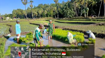 Pendampingan Hanpangan, Babinsa Kelurahan Onto Semangati Petani Saat Pemeliharaan Padi
