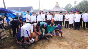 Kurban Polri Sampai ke Pinggiran, Kapolri & Kapolda Riau Titip 4 Sapi di Ponpes UAS Pekanbaru