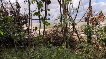 DOSA EKOLOGIS DI ATAS TANAH JARAHAN,Status Tersangka Para Kades Bongkar Borok Operasional dan Kejahatan Kehutanan PT AGM di Hulu Sungai Selatan
