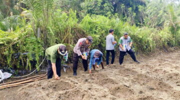 Target swasembada pangan, Polri & BUMDes Desa Kita Baru tanam 30 ribu jagung pipil Betras 1 Ha metode tumpang sari. Polsek Tapung Hilir kawal panen Agustus 2026.