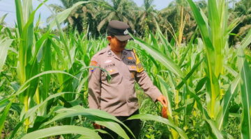 Program Ketahanan Pangan Berlanjut, Polsek KKH Cek Tanaman Jagung di Desa Simalinyang