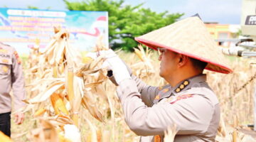 Dorong Swasembada Pangan KSDM Polda Riau Panen Raya Jagung 4 Hektare Bersama Petani