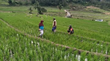 Dari Sawah Untuk Negeri, Babinsa Bonto Cinde dan Petani Bersatu Wujudkan Swasembada Pangan