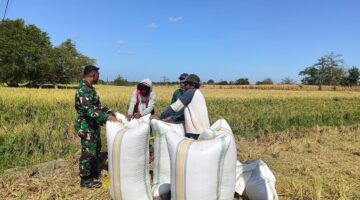 Dukung Ketahanan Pangan, Babinsa Borongloe Pantau Panen Padi Petani”