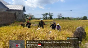 Babinsa Biangkeke Dampingi Panen Padi, Wujudkan Ketahanan Pangan Bersama Petani