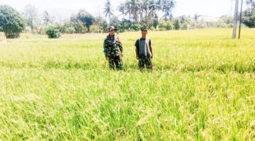 Babinsa Batu Karaeng Dampingi Petani, Dukung Ketahanan Pangan di Wilayah Binaan