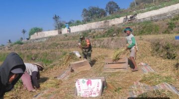 Babinsa Bonto Karaeng Dampingi Petani, Dorong Optimalisasi LTT Hanpangan di Sinoaa