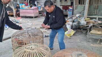 Polsek Waru Gerebek Arena Sabung Ayam di Bungurasih Utara, Lima Ekor Ayam Diamankan