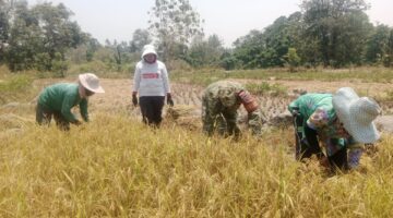 Dukung Swasembada Pangan, Babinsa Batu Karaeng Turun ke Sawah Bantu Petani Panen Padi