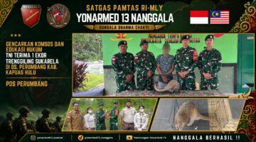 Gencarkan Komsos dan Edukasi Hukum, Satgas Pamtas Yonarmed 13/Nanggala Terima Penyerahan Sukarela 1 Ekor Trenggiling Hidup dari Warga Perbatasan